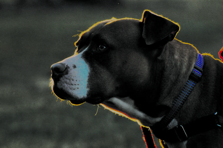 PitBull-EDITED